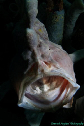 My first yawning frogfish..... by Bernard Maglana 